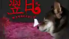 翌日波奇狗的历险记 截图