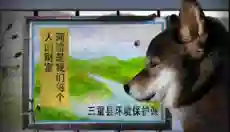翌日波奇狗的历险记 截图