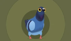 疯狂的鸽子pigeon 截图
