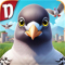 疯狂的鸽子pigeon