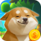 柴犬日记