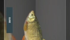 FishingPlanet 截图