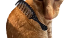 给猫梳毛 截图