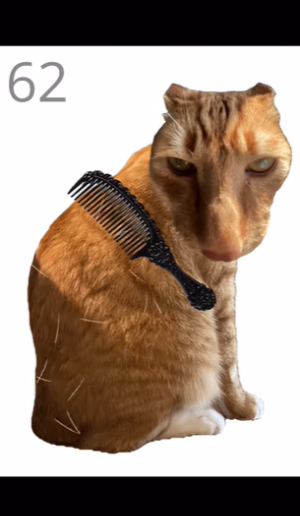 给猫梳毛