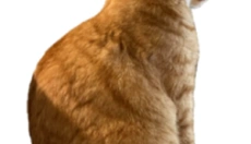 给猫梳毛 截图