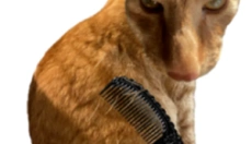 给猫梳毛 截图