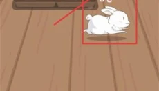 家有兔酱中文版 截图
