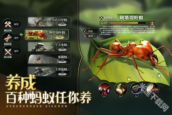 小小蚁国