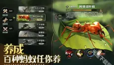 小小蚁国国际服 截图