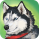 Dog Simulator-Animal Life
