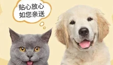 顺丰宠物托运 截图