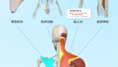 解剖大师免费版 截图