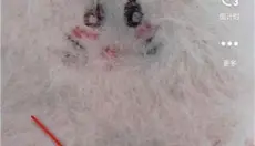 TikTok 截图