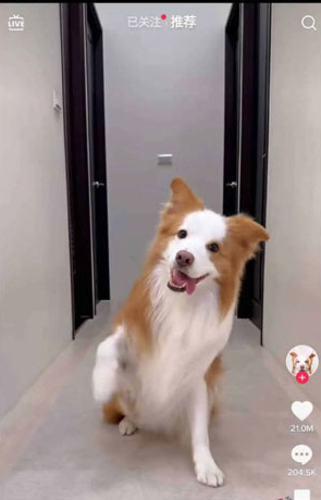 TikTok免费