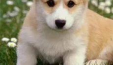 faceapp安卓版 截图