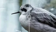 Topaz Video AI 截图